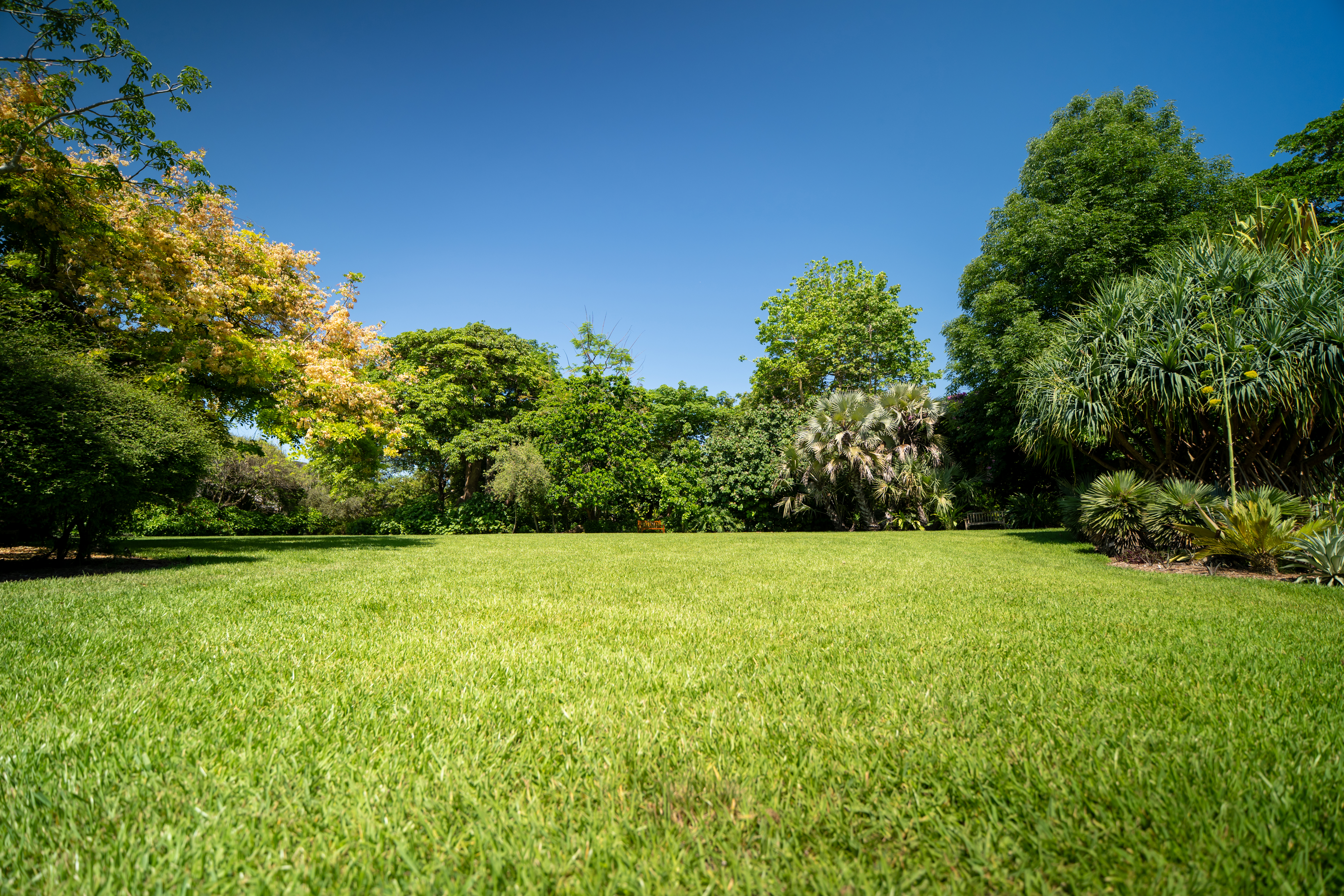 Wide empty green lawn with the short grass stands surrounded by lush tropical trees and palms under the clear blue sky inside the public park. The spacious parkland territory provides copy space for commercial landscaping real estate and summer outdoor recreation themes.
